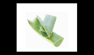 articlesThumb_19_1_thumb_alovera_m.jpg